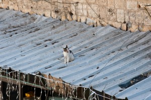 Cat_on_a_Hot_Tin_Roof,_Jerusalem