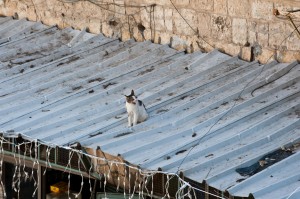 Cat_on_a_Hot_Tin_Roof,_Jerusalem